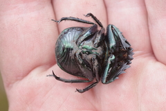 Kheper vanderkelleni