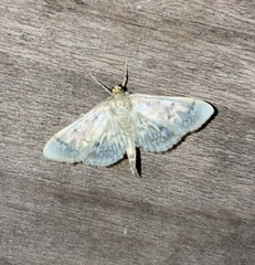 Herpetogramma aeglealis