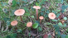 Laccaria laccata affinis