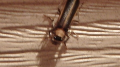 Podabrus flavicollis