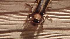 Podabrus flavicollis