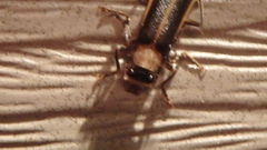 Podabrus flavicollis