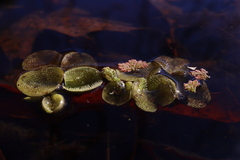 Salvinia