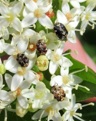 Anthrenus picturatus