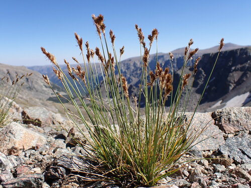 Carex tahoensis