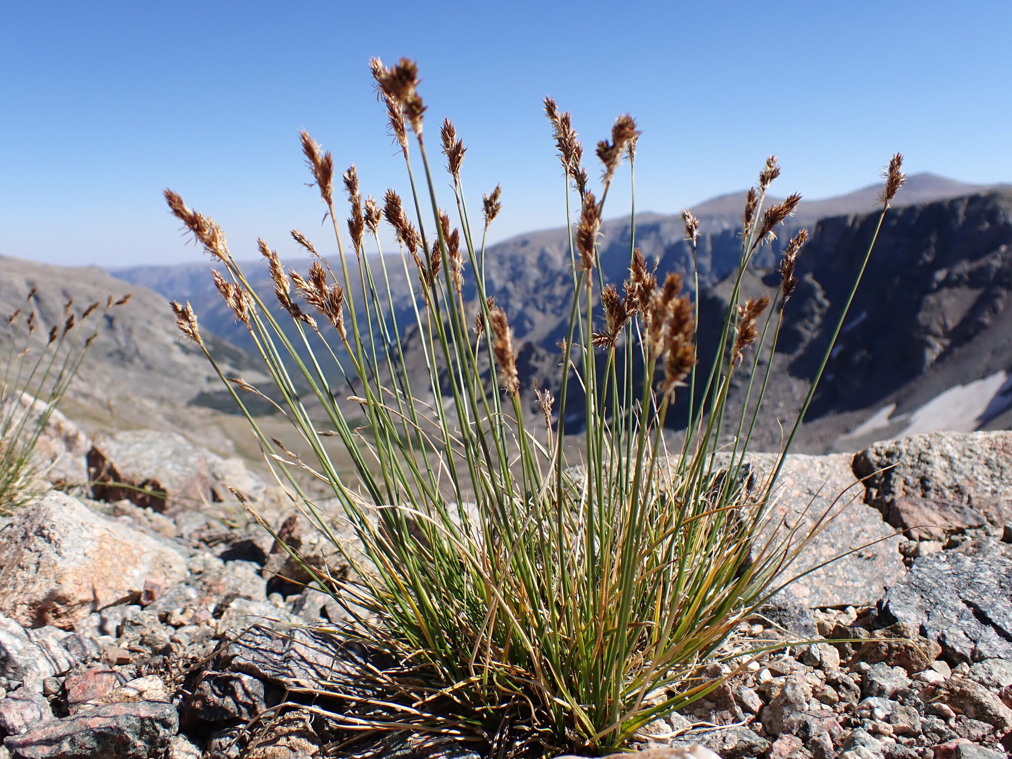 Carex tahoensis