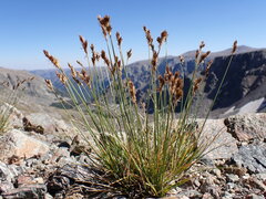 Carex tahoensis