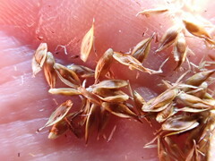 Carex tahoensis