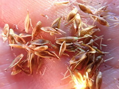 Carex tahoensis
