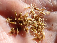 Carex tahoensis