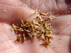 Carex tahoensis