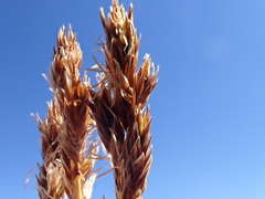 Carex tahoensis