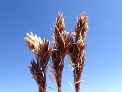 Carex tahoensis