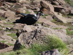 Corvus albicollis