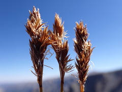 Carex tahoensis