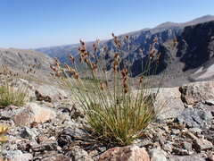 Carex tahoensis