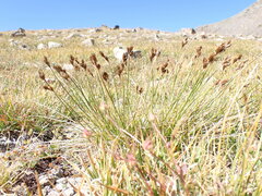 Carex tahoensis