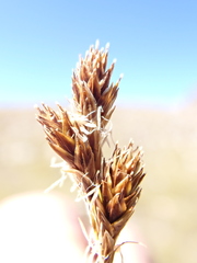 Carex tahoensis