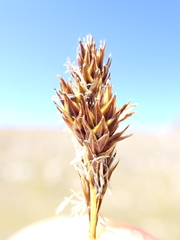 Carex tahoensis