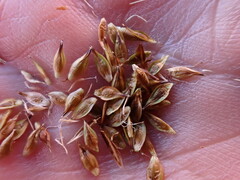 Carex tahoensis