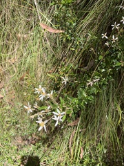 Olearia erubescens