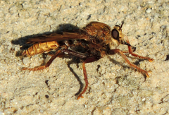 Asilus crabroniformis