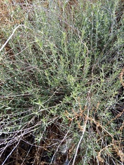 Anthyllis terniflora