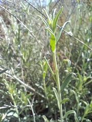 Anthyllis terniflora