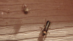 Podabrus flavicollis