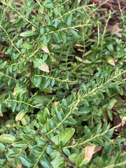 Cuphea hyssopifolia
