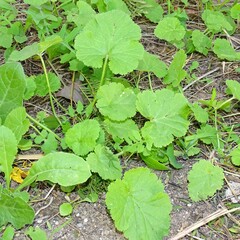 Erodium