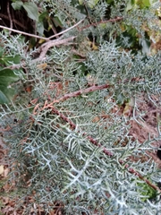 Cupressus arizonica