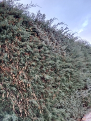 Cupressus arizonica