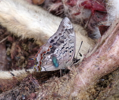 Charaxes