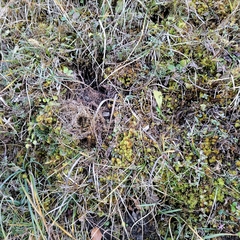 Tortella tortuosa