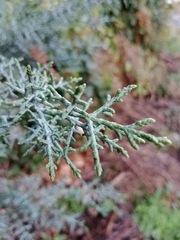 Cupressus arizonica