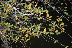 Phylloscopus collybita collybita