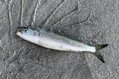 Sardinella