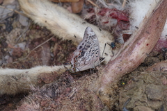Charaxes