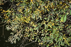 Phylloscopus collybita collybita