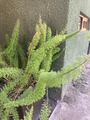 Asparagus