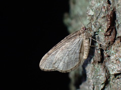 Operophtera fagata