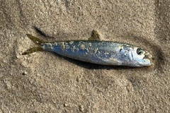 Sardinella