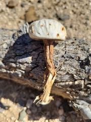 Battarreoides diguetii