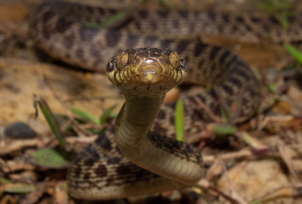 Ashmead's Banded Cat-Eyed Snake