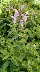 Stachys floridana
