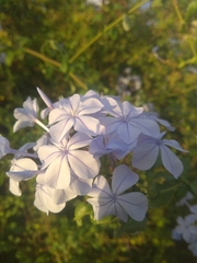 Plumbago