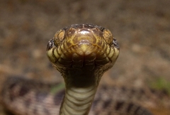 Leptodeira ashmeadii