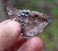 Charaxes