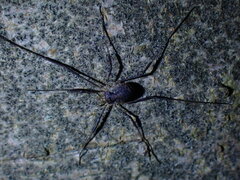 Oligolophus hanseni